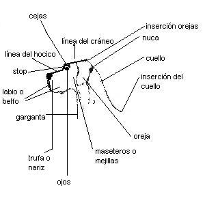 estandard cuello y cabeza dogo aleman